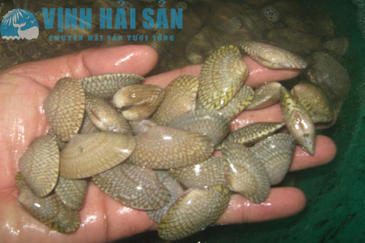 sò lụa tươi